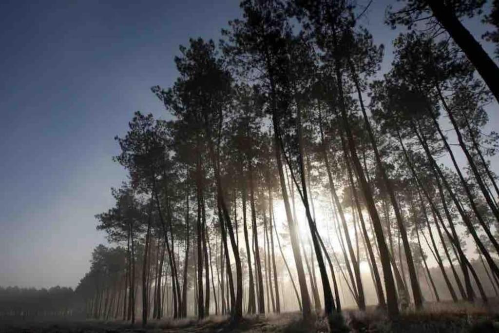 Chez Floflo Villa Rion-Des-Landes ภายนอก รูปภาพ
